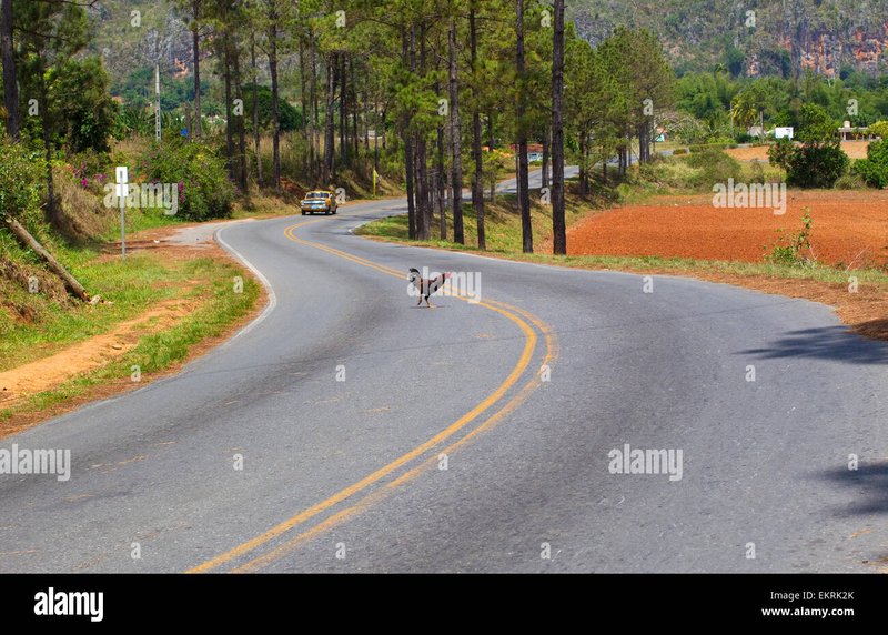 Chicken road casino - Juega con Suerte en la Carretera del Pollo en España