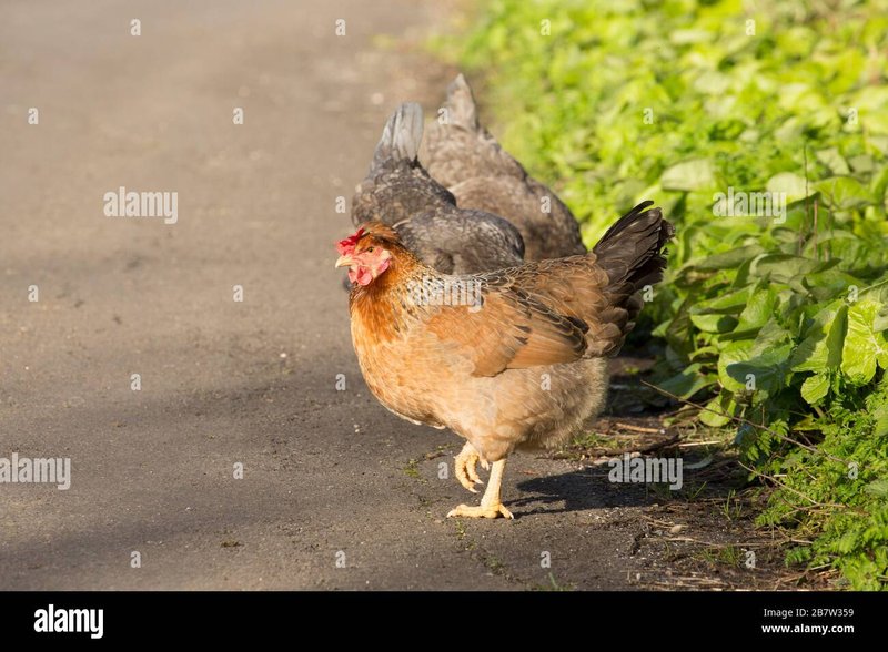 Découvrez chicken road game